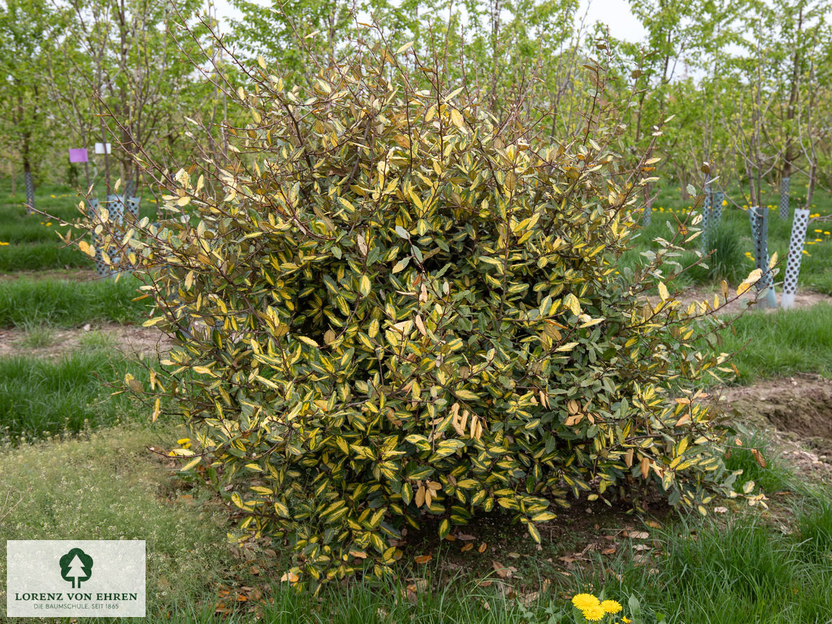 Elaeagnus pungens 'Maculata'