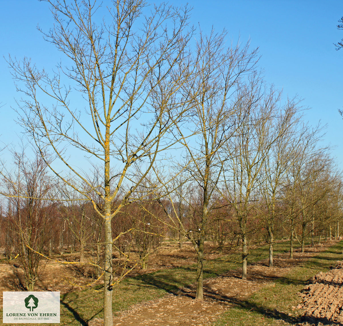 Acer buergerianum