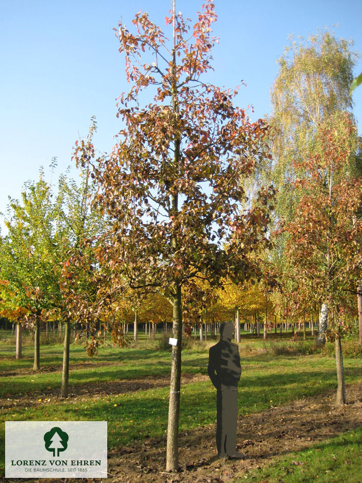 Pyrus communis 'Bosc's Flaschenbirne'