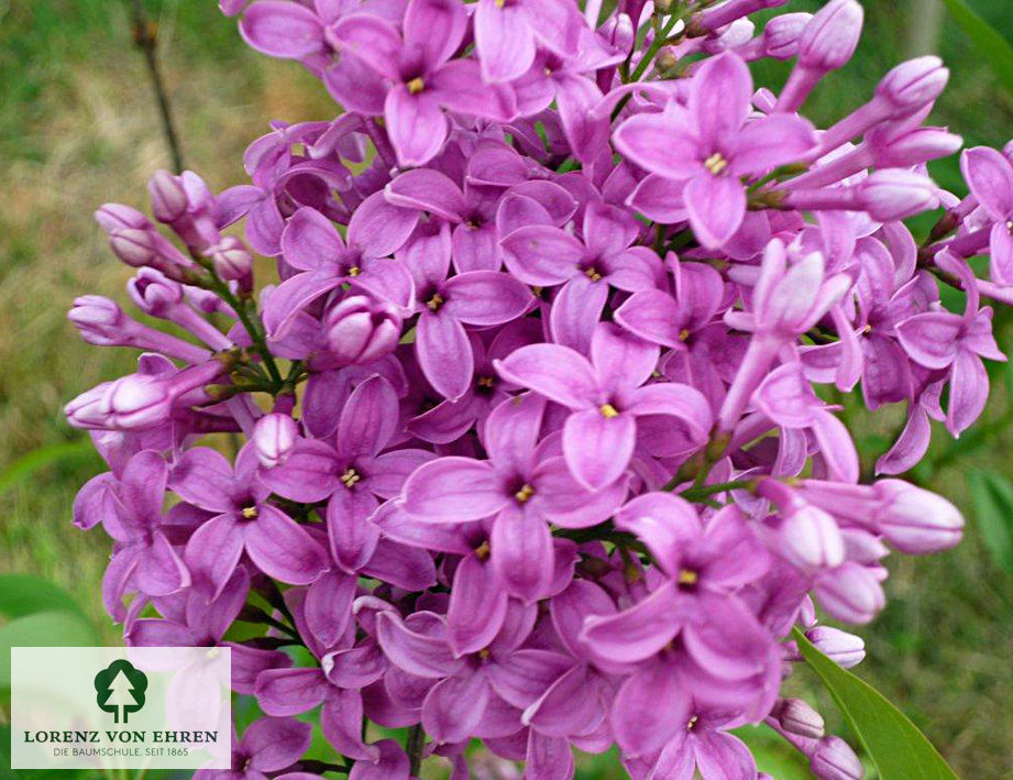 Syringa chinensis 'Saugeana'