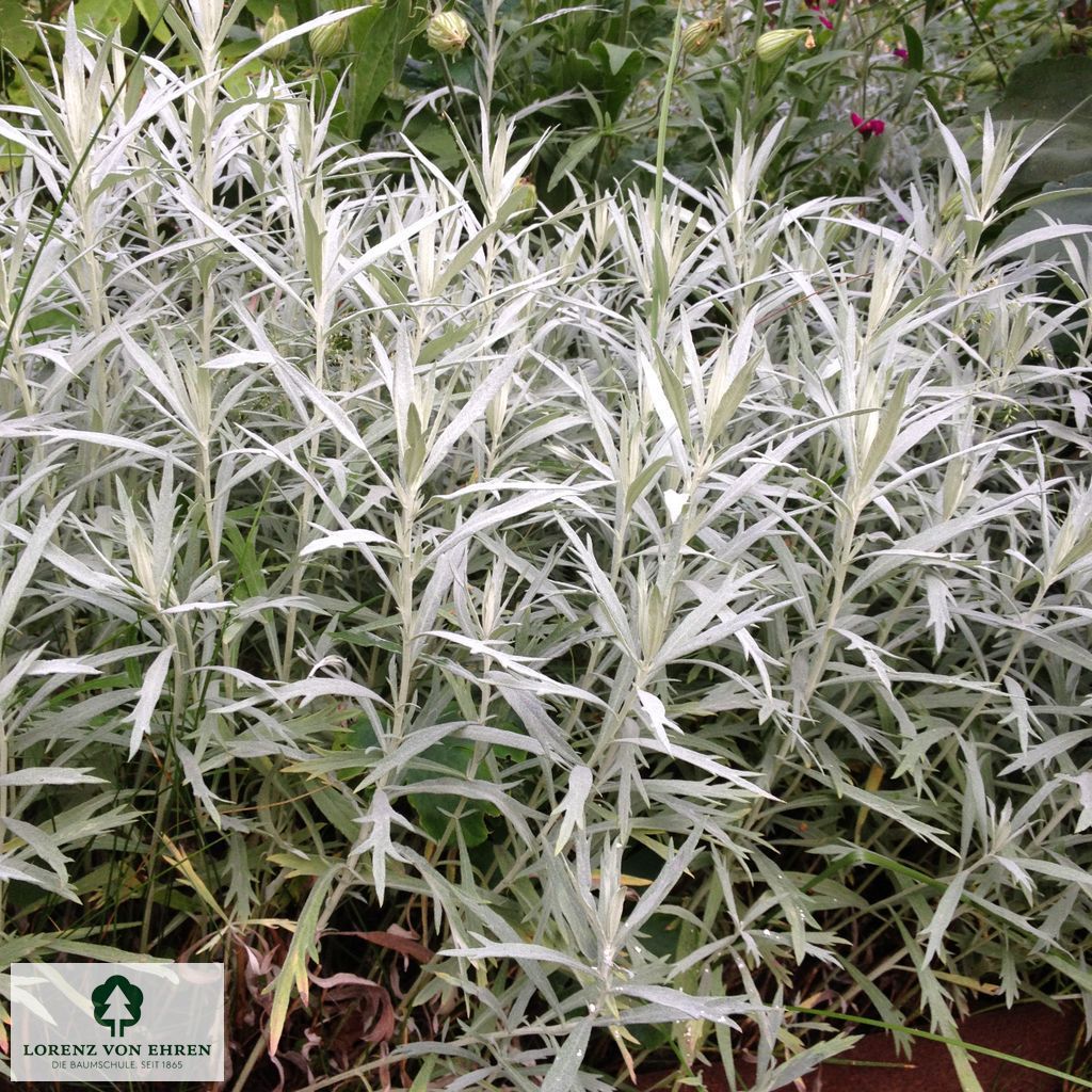 Artemisia ludoviciana 'Silver Queen'