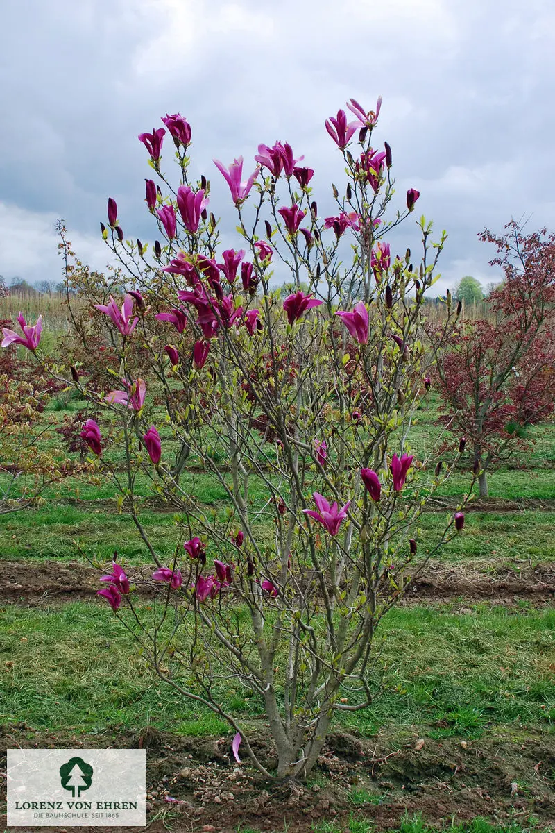 Magnolia liliiflora 'Nigra'