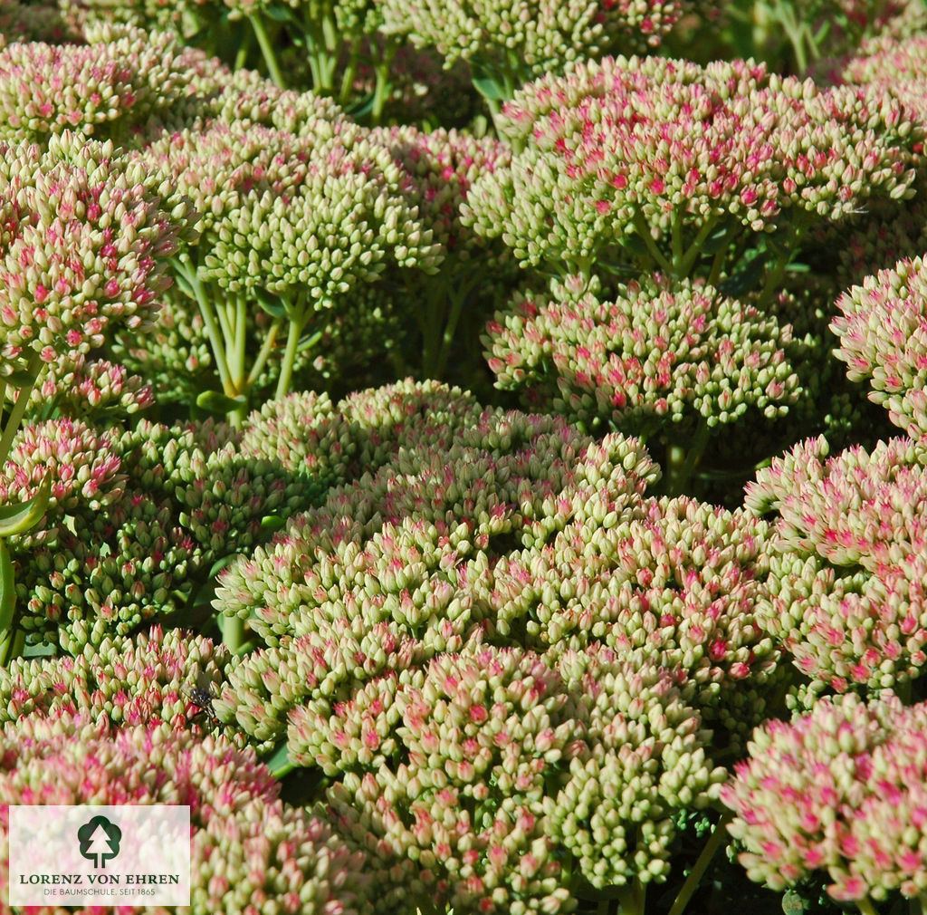 Sedum 'Herbstfreude'