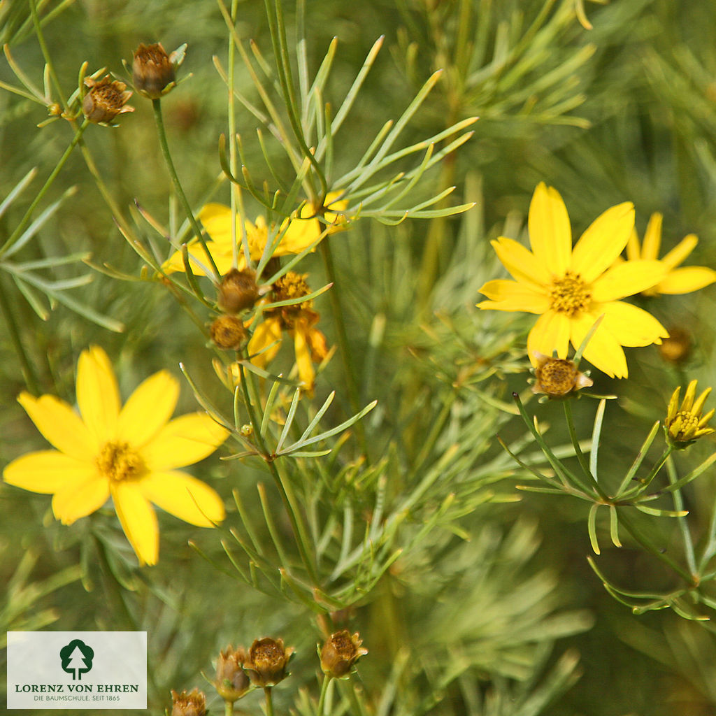 Coreopsis verticillata 'Zagreb'