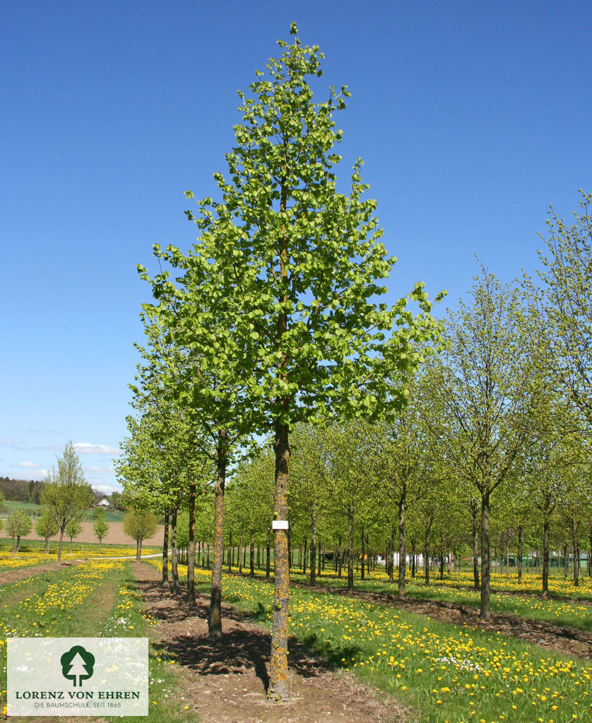 Corylus colurna