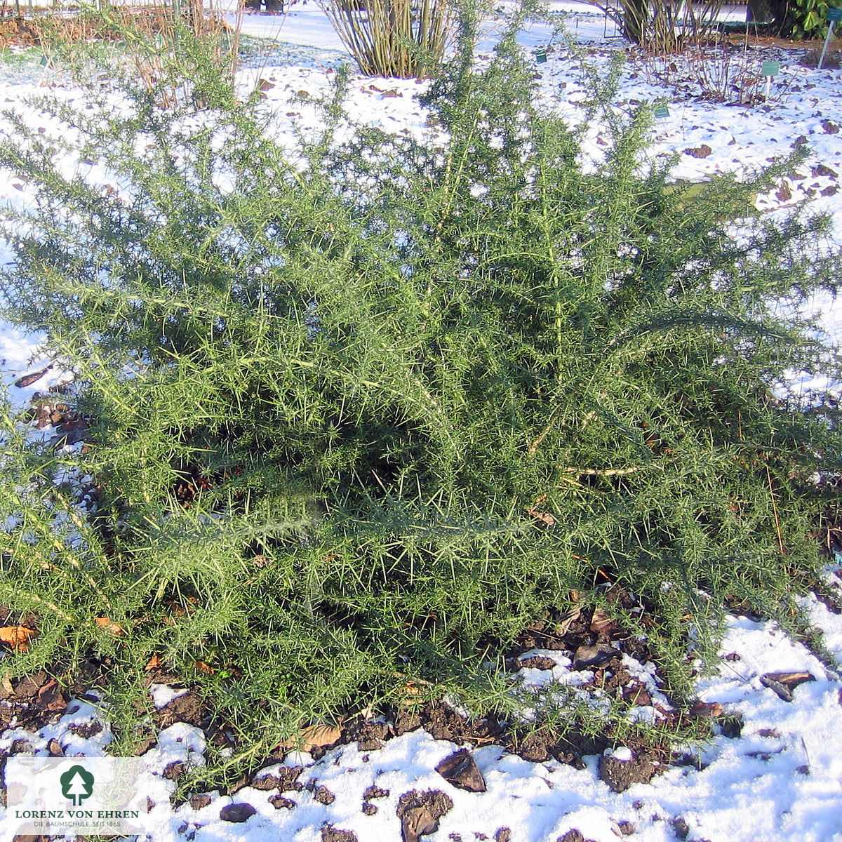 Ulex europaeus