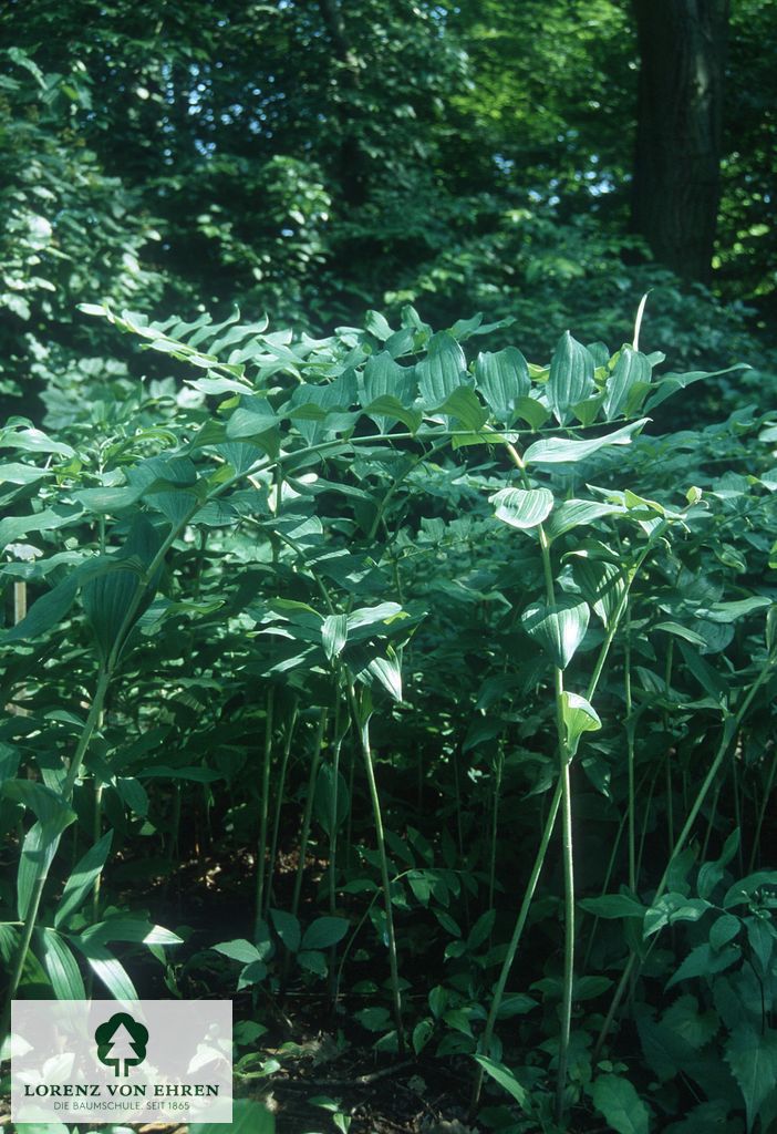 Polygonatum multiflorum