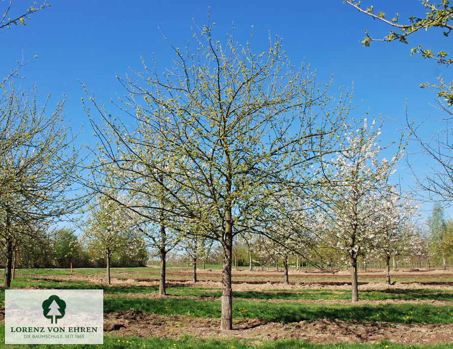 Malus domestica 'Goldrenette Freiherr Von Berlepsch'