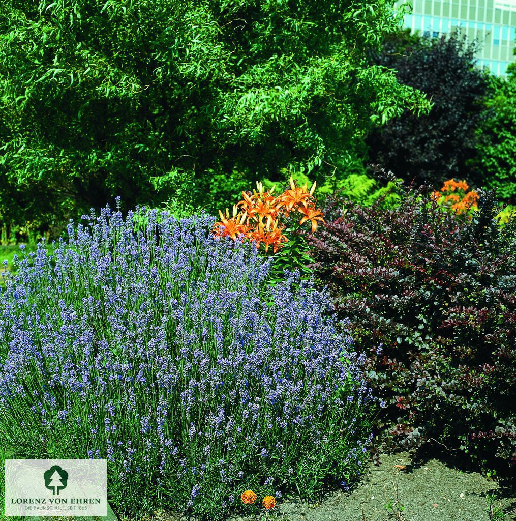 Lavandula angustifolia 'Munstead'