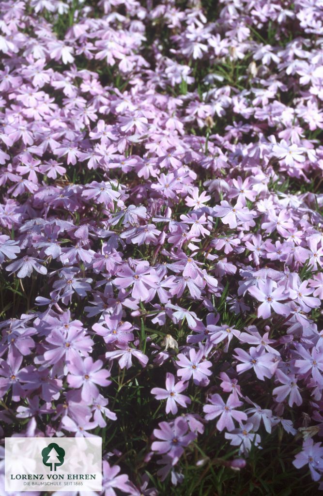 Phlox subulata 'G. F. Wilson'