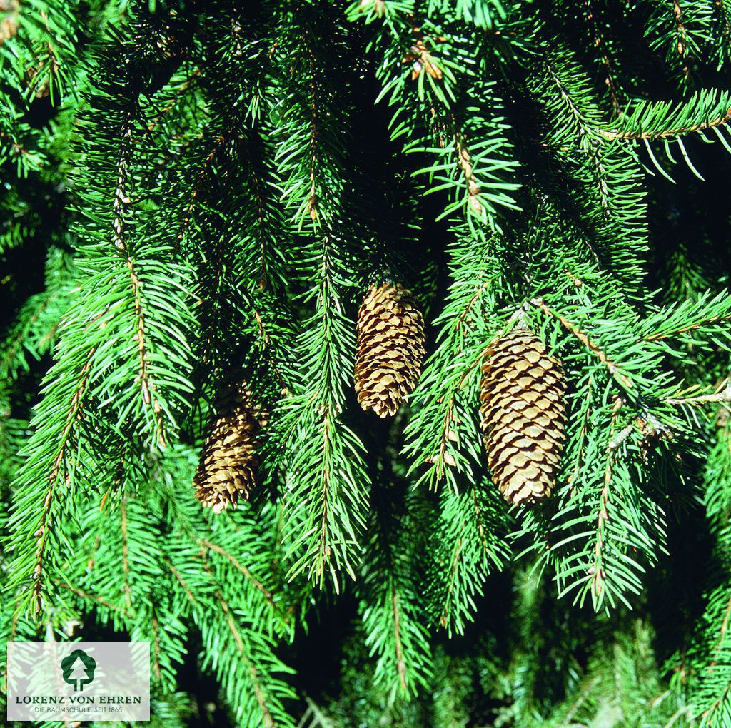 Picea abies 'Acrocona'