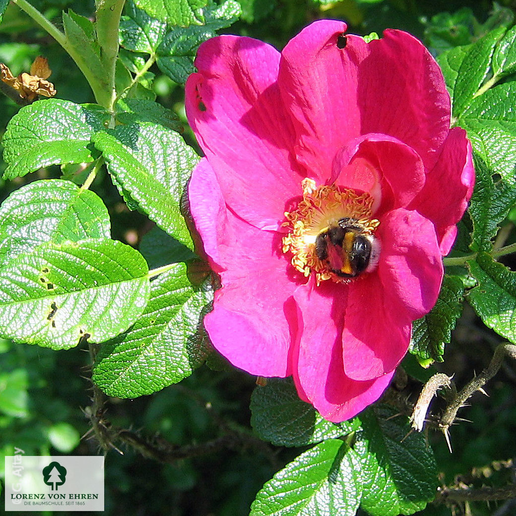 Rosa rugosa