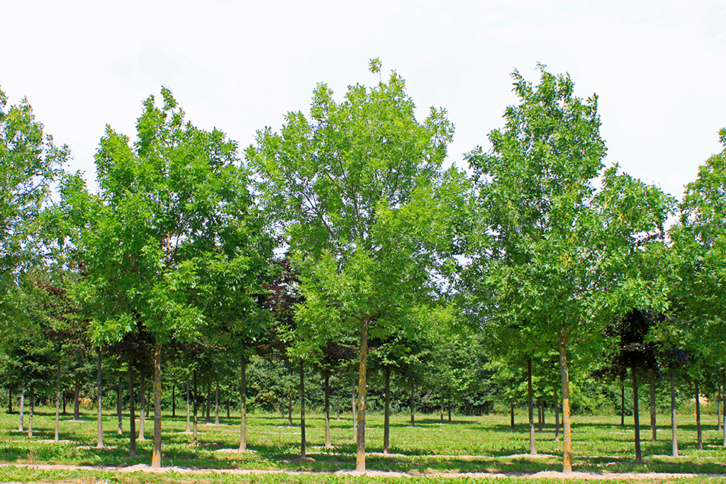 Fraxinus americana Ein Eschenwäldchen in der Baumschule