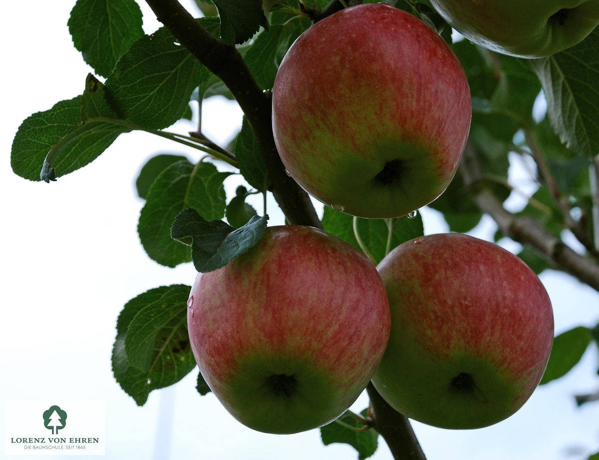 Malus domestica 'Reanda'