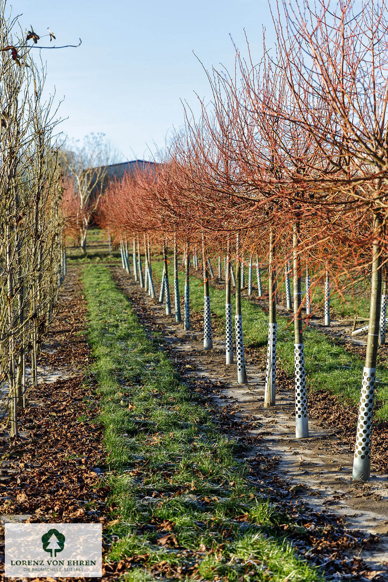 Tilia cordata 'Winter Orange'