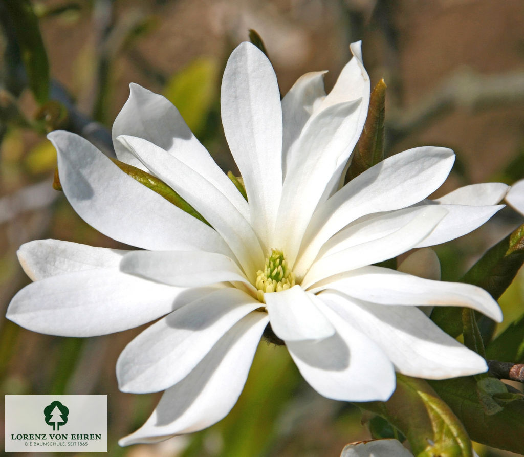 Magnolia stellata