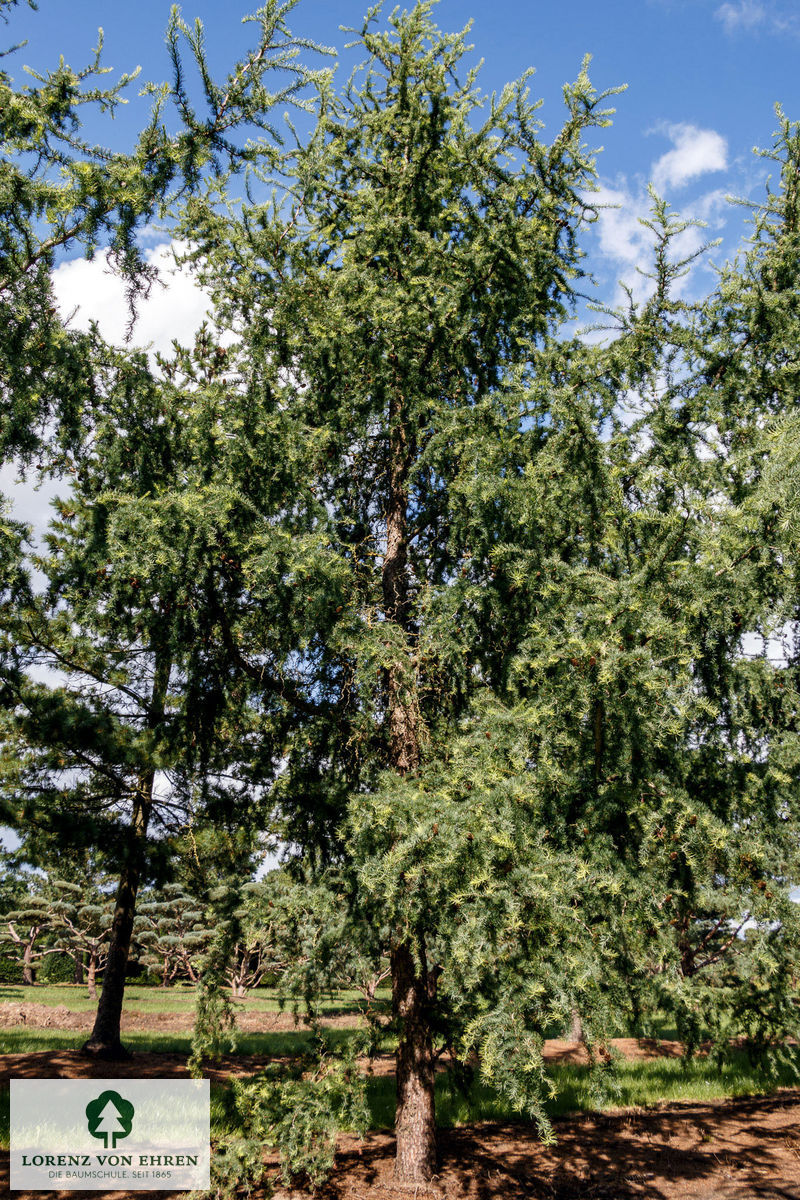 Larix kaempferi 'Diana'