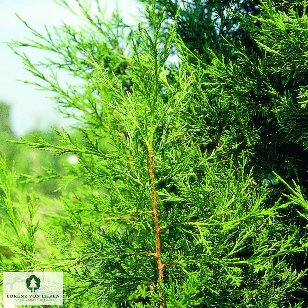 Juniperus chinensis 'Keteleeri'