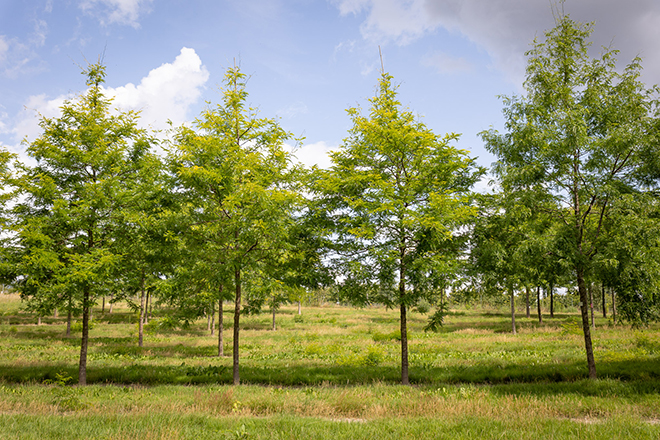 Gleditsia triacanthos Sunburst