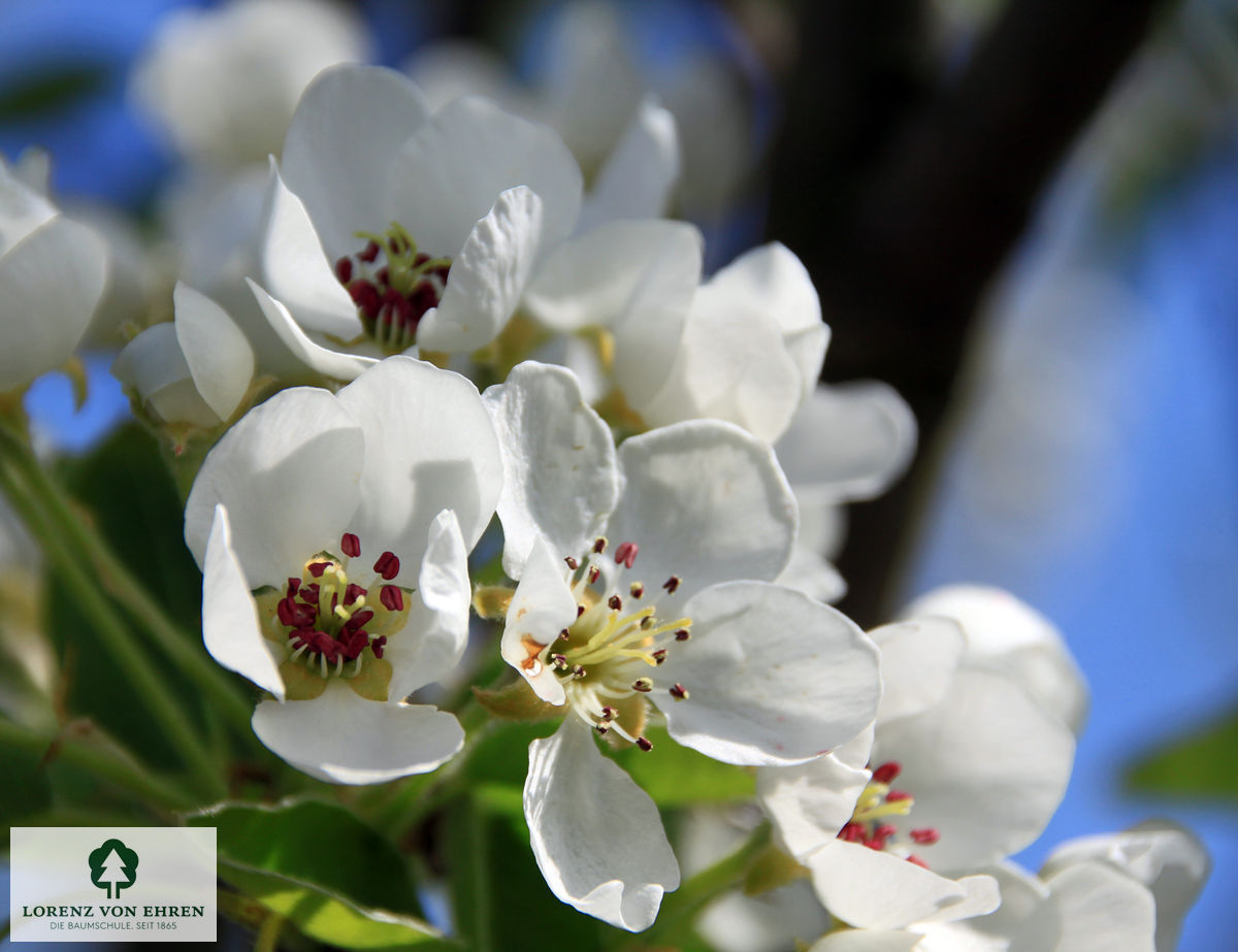 Pyrus communis 'Clapps Liebling'