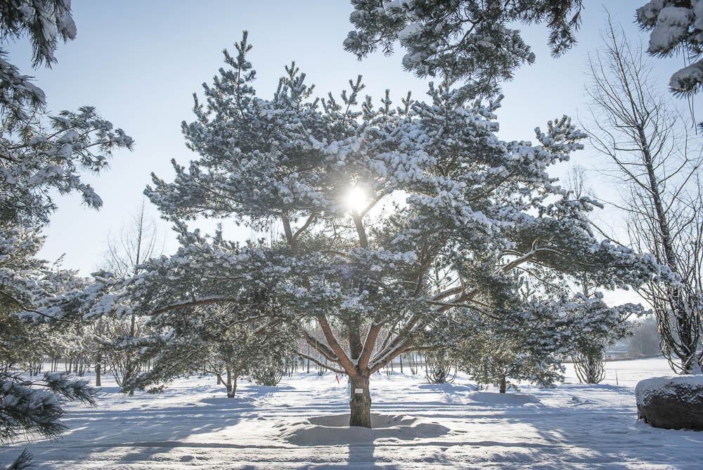 Pinus sylvestris Unikat