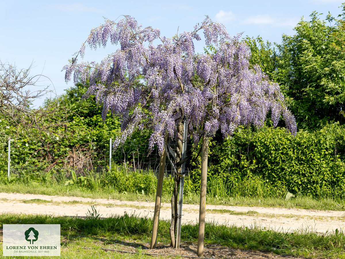 Wisteria sinensis