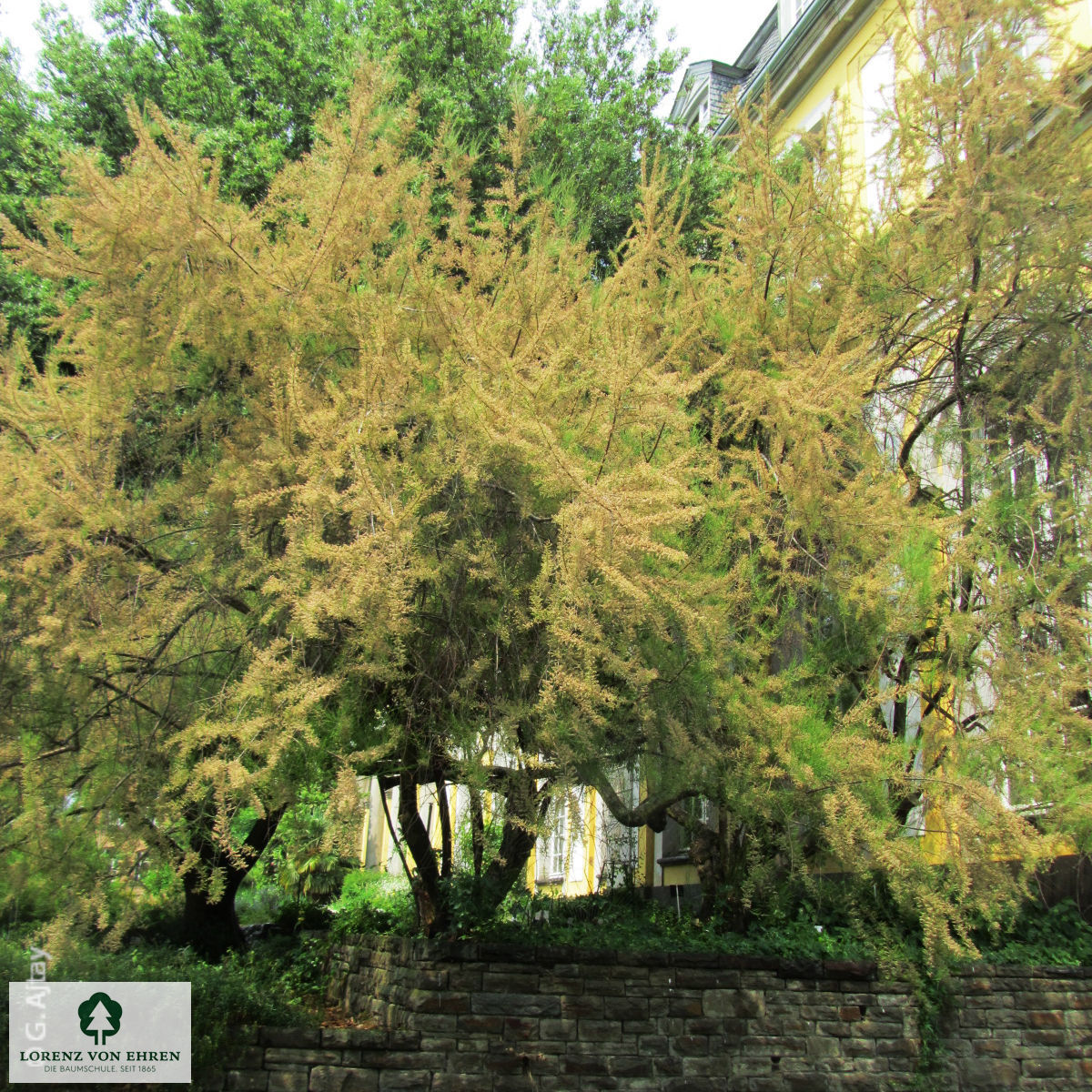 Tamarix parviflora