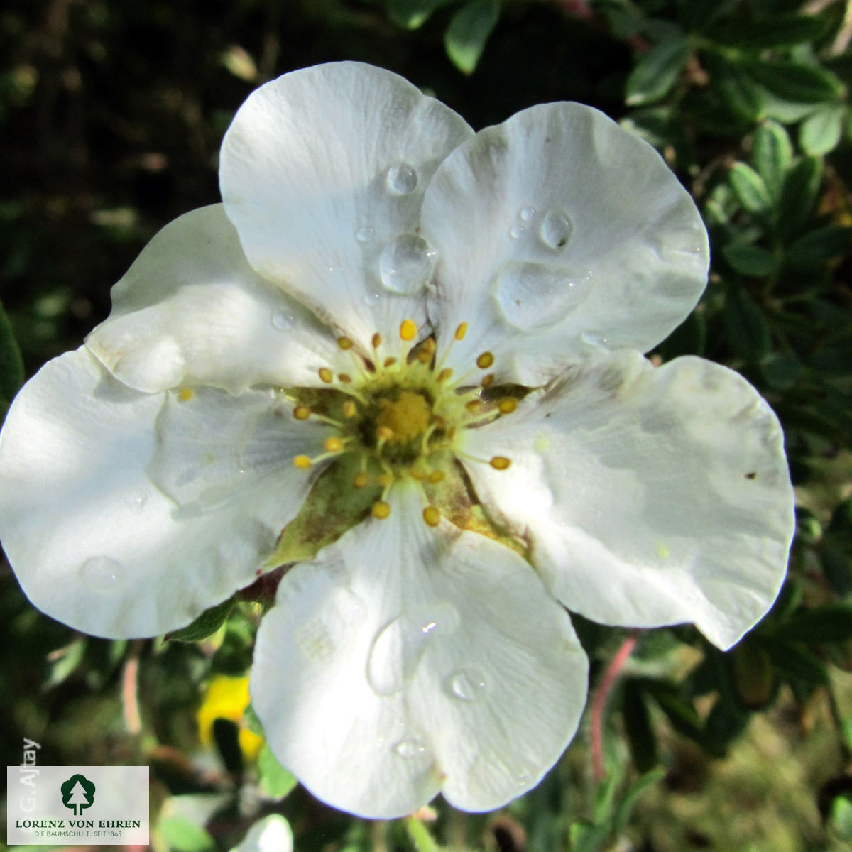 Potentilla fruticosa 'Abbotswood'