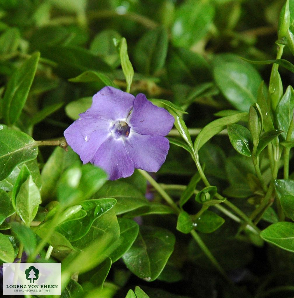 Vinca minor