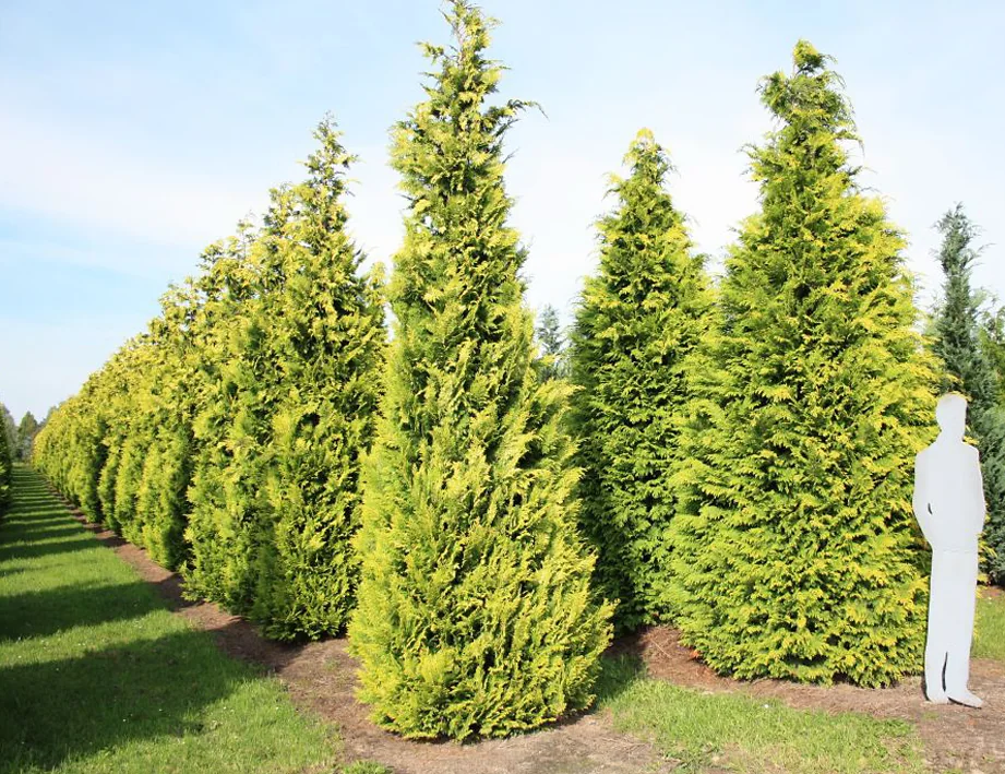 Chamaecyparis lawsoniana Lane in Reihe gepflanzt mit Größenvergleich