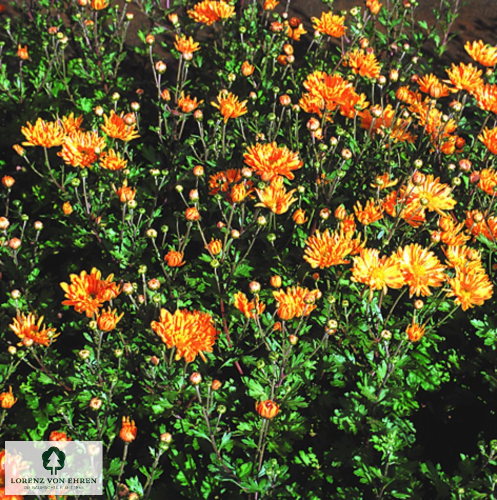 Chrysanthemum hortorum 'Bronzeteppich'