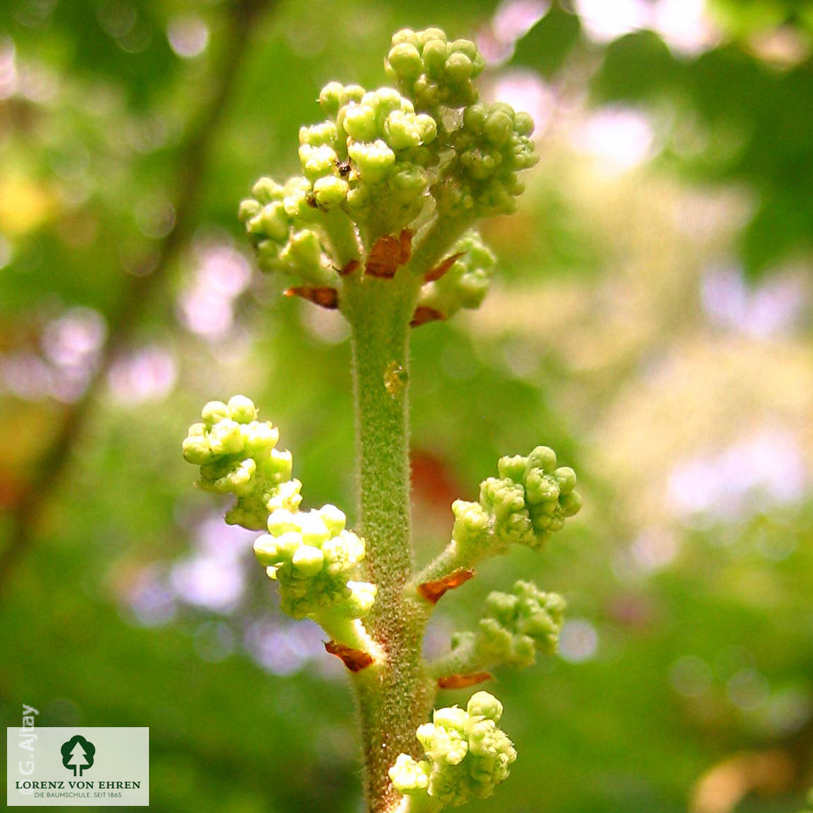 Aralia elata