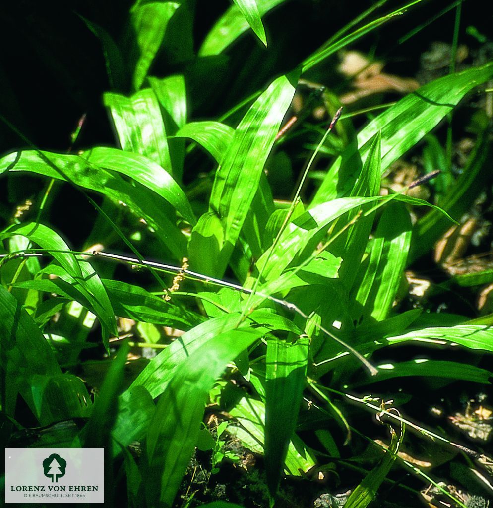 Carex plantaginea