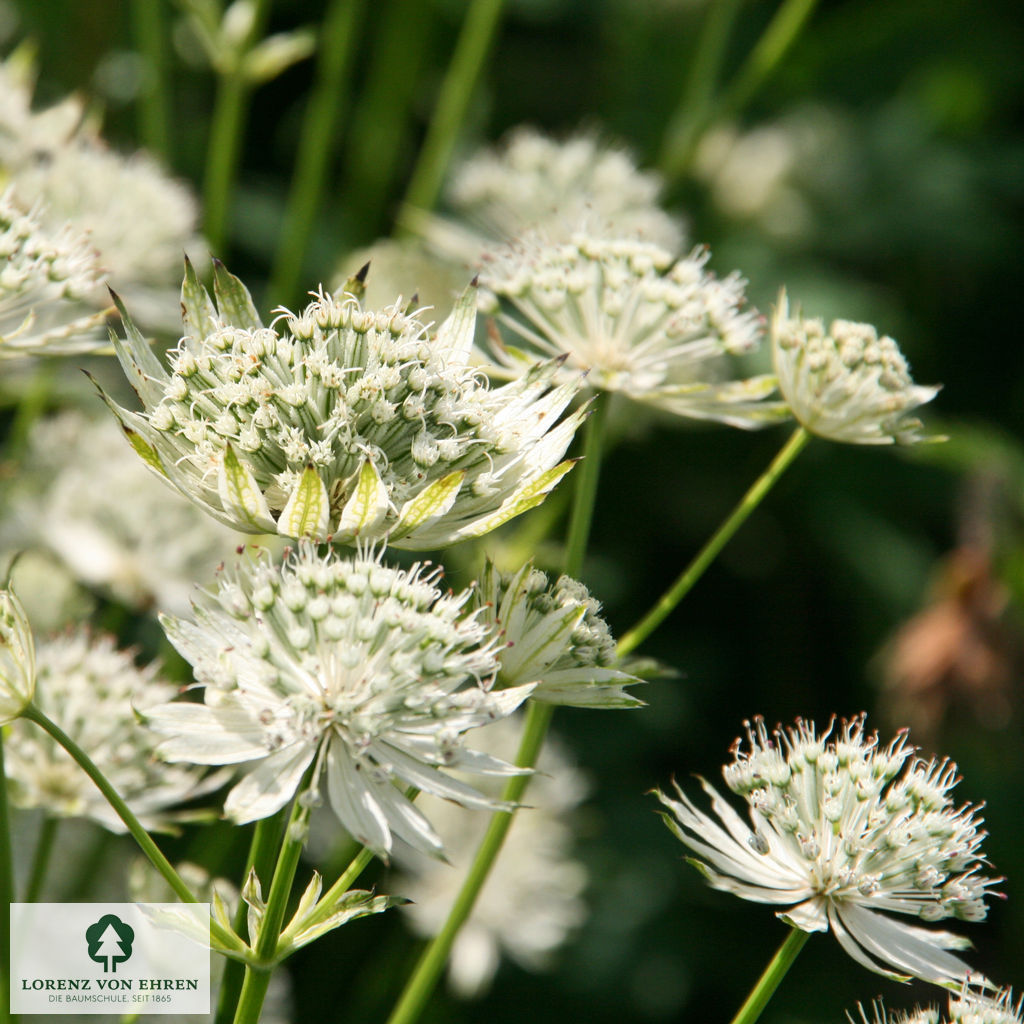 Astrantia major