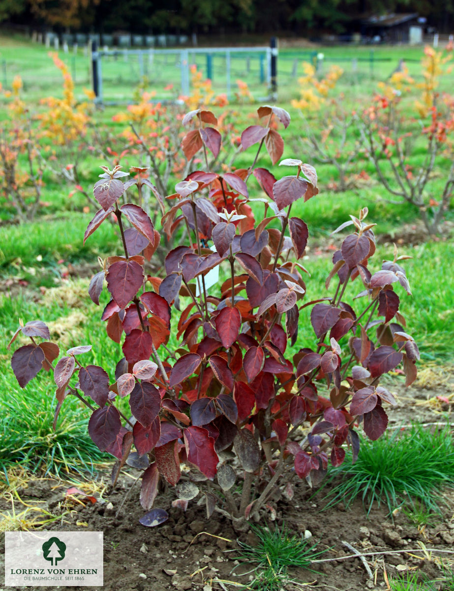 Viburnum carlesii