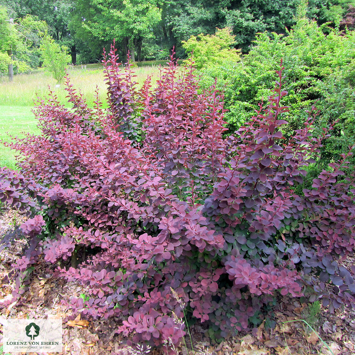 Berberis ottawensis 'Superba'