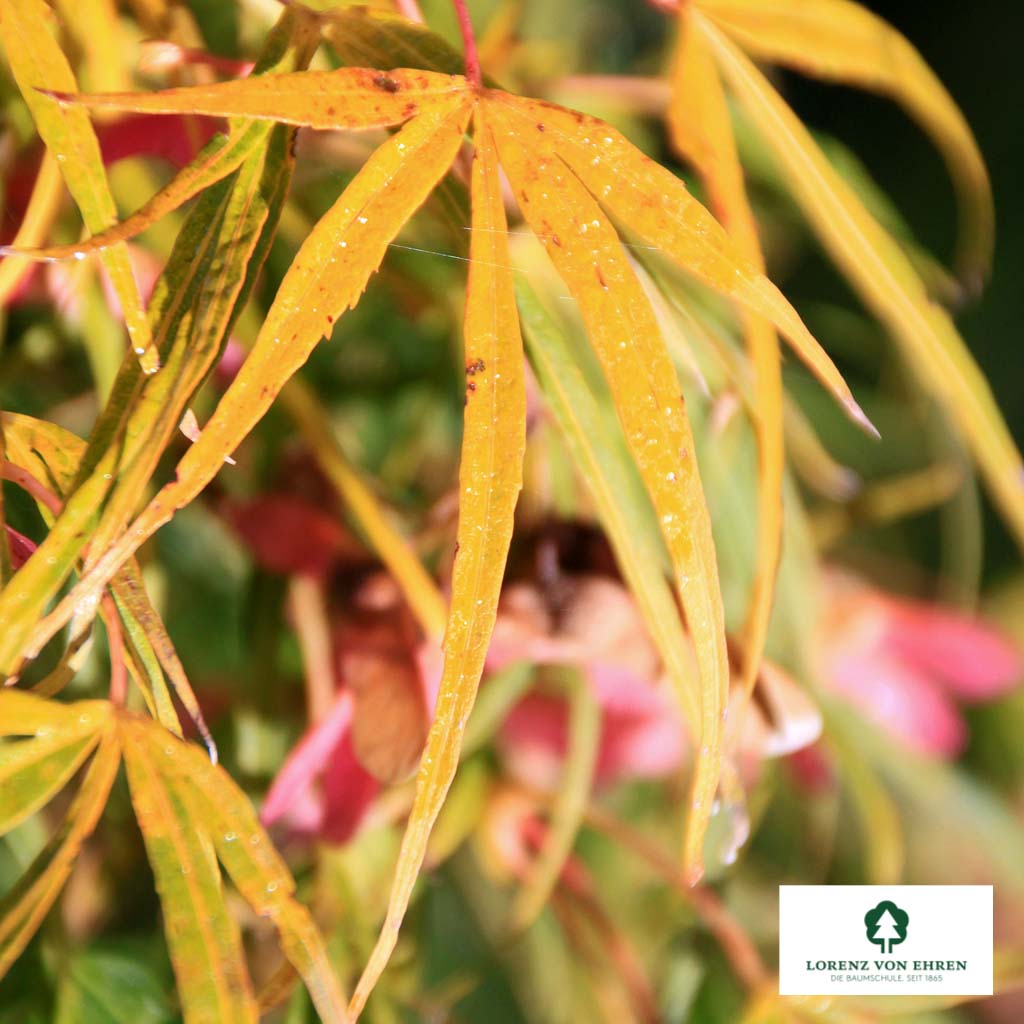 Acer palmatum 'Scolopendrifolium'