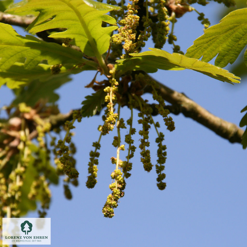 Quercus frainetto