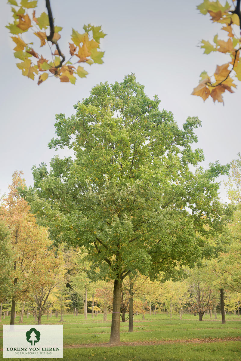 Quercus robur