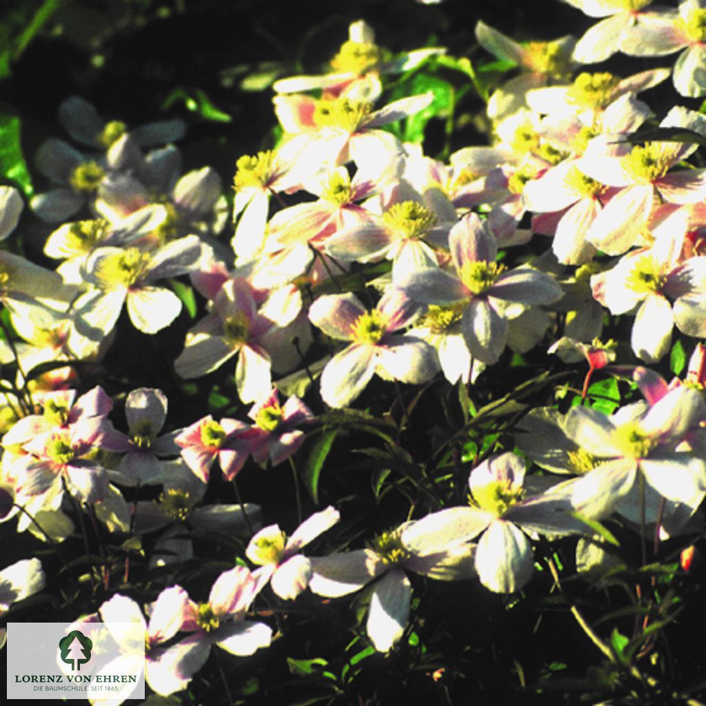 Clematis montana 'Rubens'