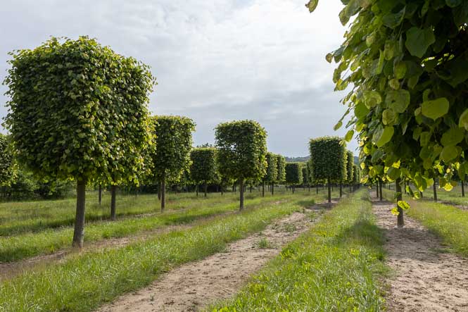 Formgehölz Kasten auf Stamm Tilia europaea Pallida Große Kastenlinden