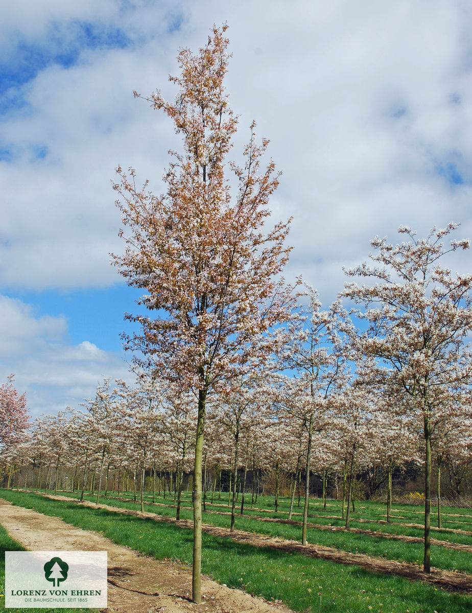 Amelanchier arborea 'Robin Hill'