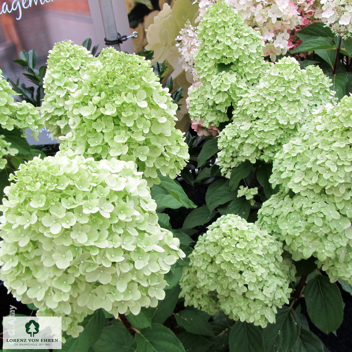 Hydrangea paniculata 'Limelight'