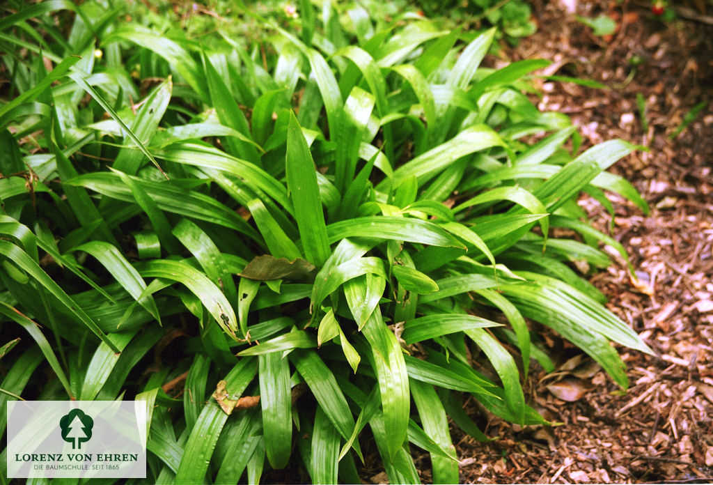 Carex plantaginea