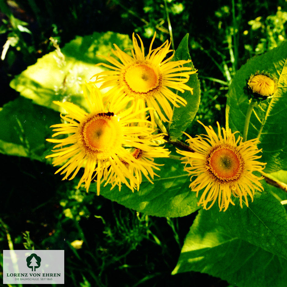 Inula magnifica