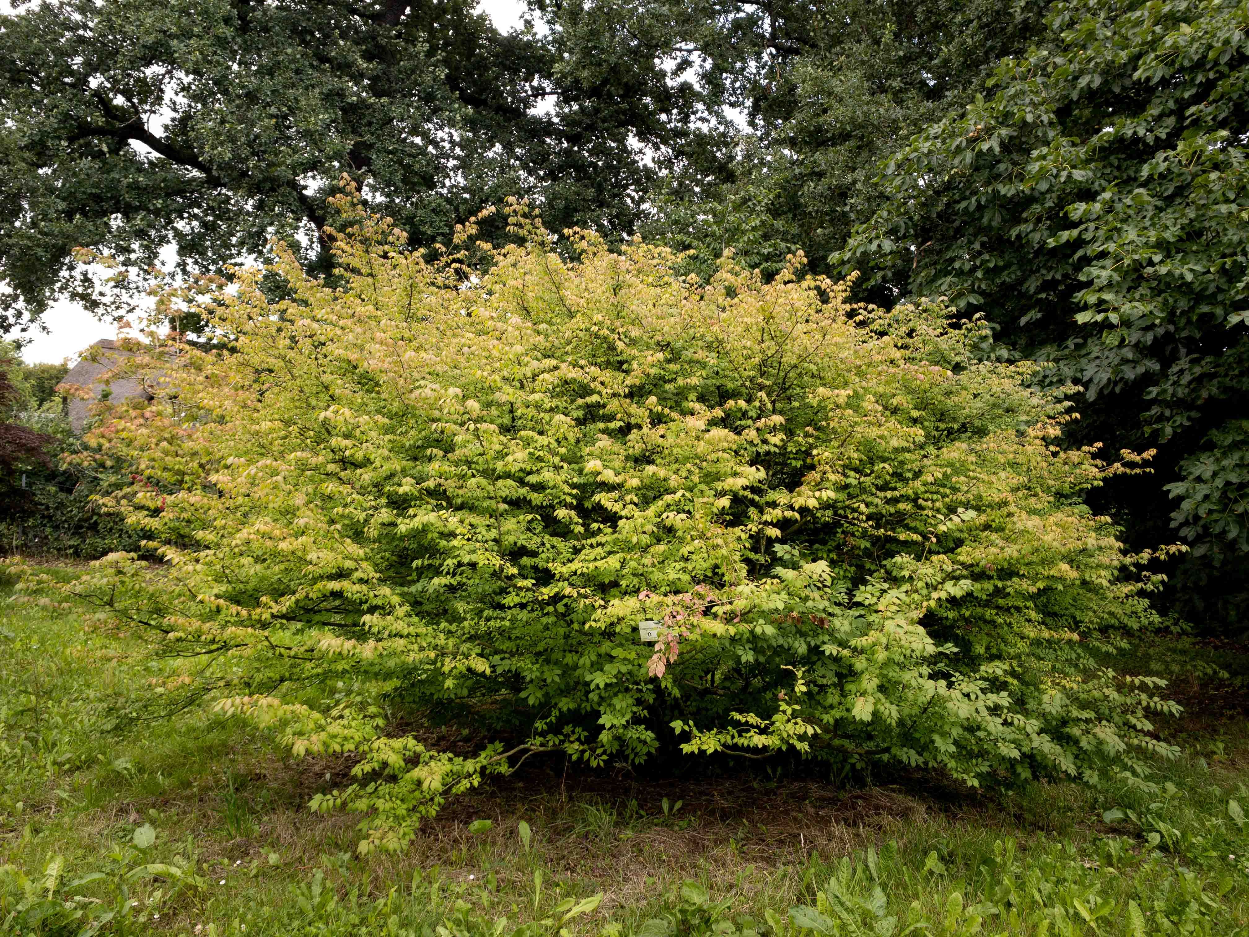 Dichter Strauch mit grünem Laub.