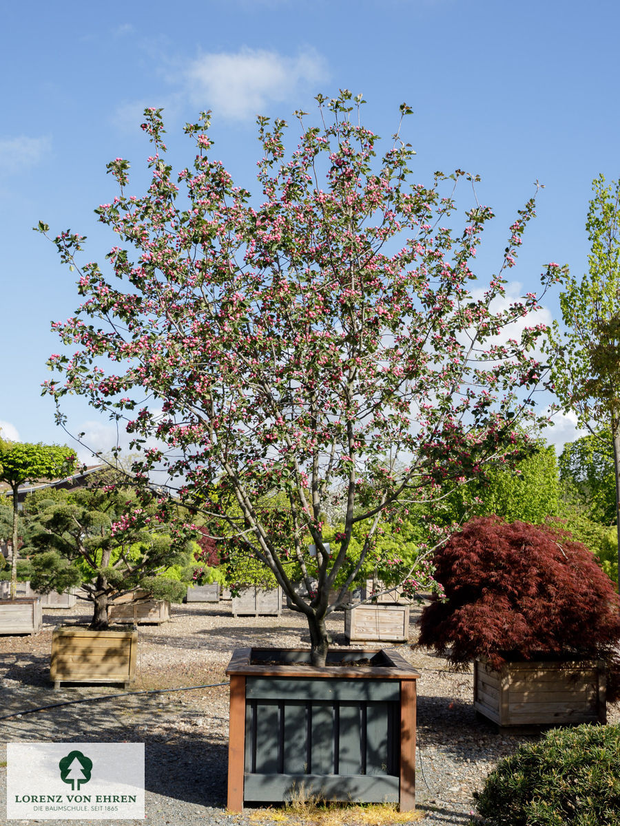 Malus 'Brandy Magic'