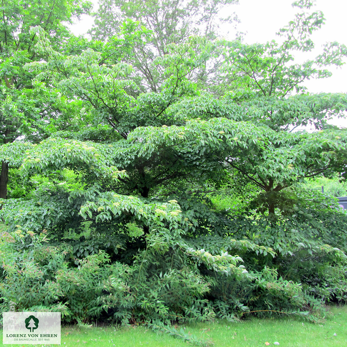 Cornus controversa