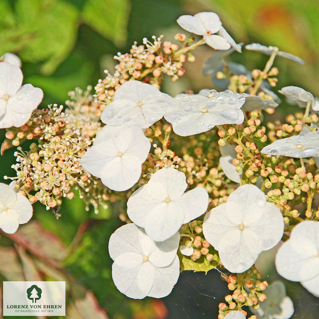 Hydrangea quercifolia