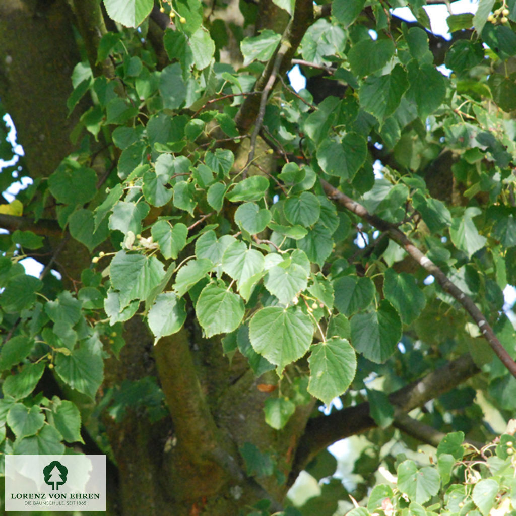 Tilia cordata 'Roelvo'